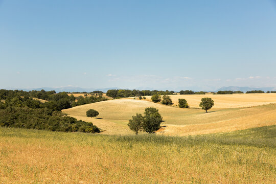 Paysage de campagne fran&ccedil;aise, champ de bl&eacute; vallon&eacute; avec des arbres verts et grand ciel bleu en arri&egrave;re plan