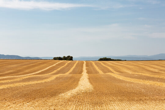 Paysage de campagne, grand champ de bl&eacute; coup&eacute;, sillons de paille vue de face au premier plan avec des arbres et un ciel bleu en arri&egrave;re plan, Provence, sud de la France