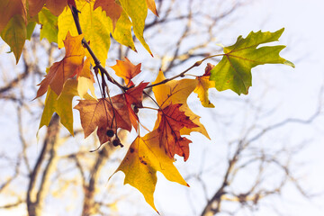 Beautiful autumn maple leaves in vibrant colors, showcasing the beauty of nature. A close-up shot of coloUrful autumal foliage on a twig against blurred background of trees and sky. Season changing.
