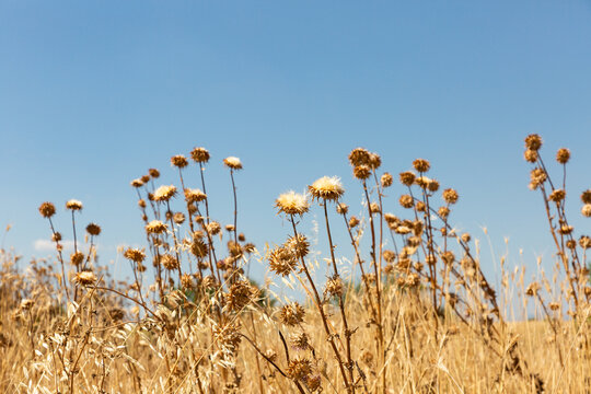 Fleurs s&eacute;ch&eacute;es sur tige dans un champ ensoleill&eacute; de couleur jaune dor&eacute; au premier plan avec ciel bleu en arri&egrave;re plan
