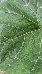 green leaf texture