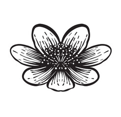 plants flowers vintage hand drawing