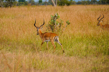 Wild Antelopes Roaming Yellowed Grass in Serengeti Landscape