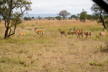 Wild Antelopes Roaming Yellowed Grass in Serengeti Landscape