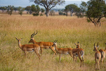 Wild Antelopes Roaming Yellowed Grass in Serengeti Landscape