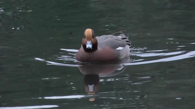 Eurasian Wigeon (Mareca penelope) Male Swimming on a Lake