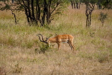 Wild Antelopes Roaming Yellowed Grass in Serengeti Landscape