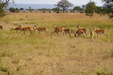 Wild Antelopes Roaming Yellowed Grass in Serengeti Landscape