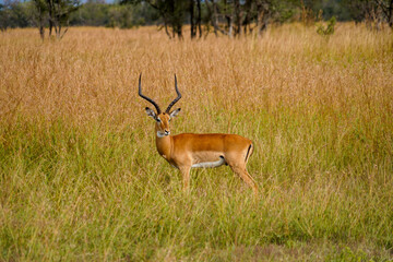 Wild Antelopes Roaming Yellowed Grass in Serengeti Landscape