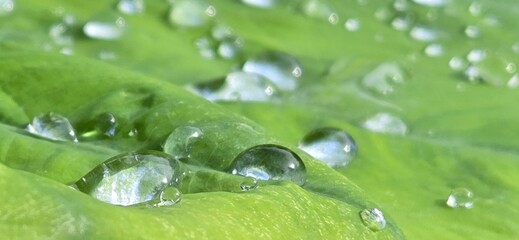 green leaf with water drops