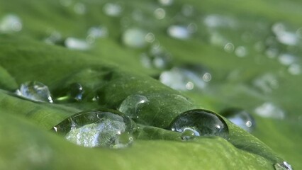 water drops on green grass