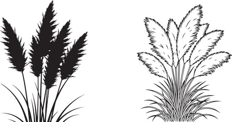 vector illustration of Pampas grass