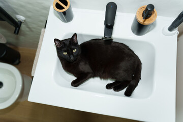 Black cat resting in bathroom sink