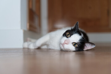 Close-up of black and white cat resting on floor