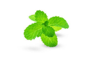 fresh mint leaves, Fresh Raw Mint or Lemon balm, Mint leaves, isolated on white background with clipping path, closed up. 
