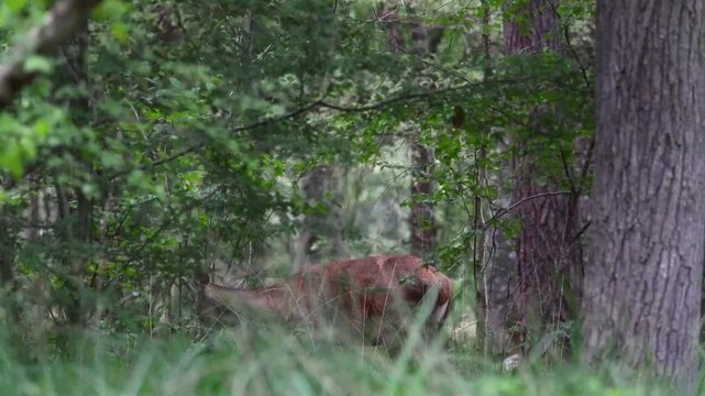 Young Red Deer in velvet eating leaves in a undergrowth. Cervus elaphus, Sologne, Loiret 45, r&eacute;gion Centre Val de Loire, France, Europe