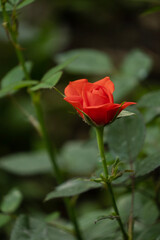 Red Rose (Hybrid Tea and Climbing Hybrid Tea), selective focus