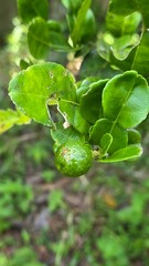 close up of a green plant