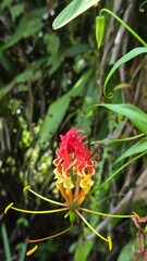 red rose in the garden
