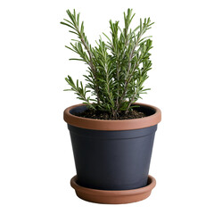 Fototapeta premium Rosemary in a pot, herb pot, botanical theme, isolated, no background, transparent, PNG File