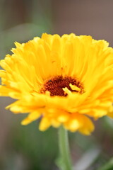 yellow flower on a green background