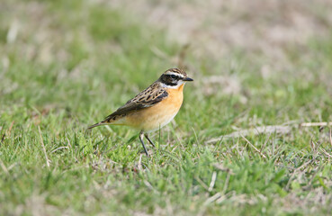 A male whinchat (Saxicola rubetra) stands on green grass and looks at the camera. Close-up detailed photo