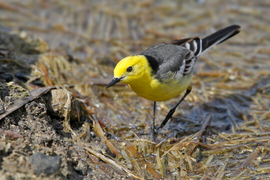 Close-up photo of The citrine wagtail (Motacilla citreola) standing on rocks in pond water