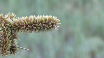 like d...k swamp flower like d...k