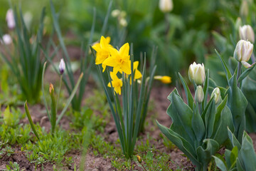 Bright yellow daffodils bloom gracefully in the garden, symbolizing the arrival of spring