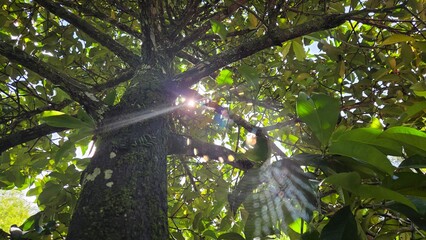 sun in the forest