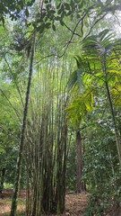 forest in the morning