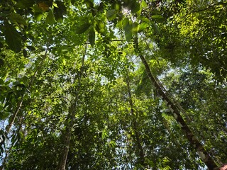 green leaves background