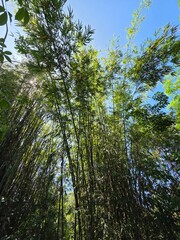 forest in the morning