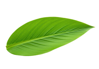 Obraz premium A smooth green leaf with distinct parallel veins, isolated against a pure transparent background
