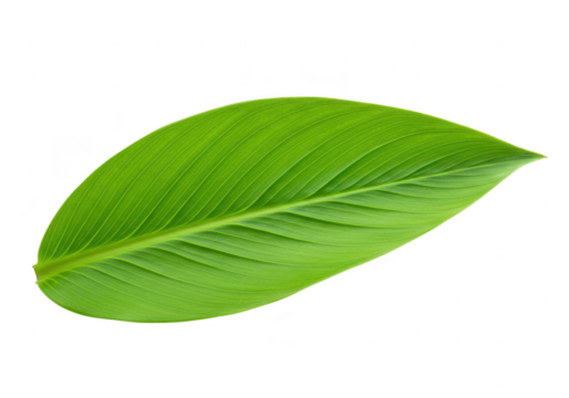 A smooth green leaf with distinct parallel veins, isolated against a pure transparent background