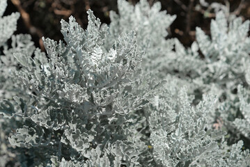 Silvery-white cilia adorn dusty miller's leaves and stems, Senecio Cineraria Silver Dust (Jacobaea maritima) plant close up in flower bed on sunny spring day	