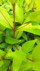 green leaves background
