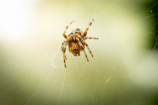A close-up of a brown spider centered in its delicate web against a softly blurred green and white background.