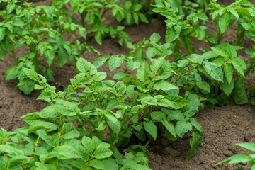 Potato cultivation. Green plantations of new potatoes. Leaves and bushes in close-up.