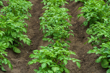 Potato cultivation. Green plantations of new potatoes. Leaves and bushes in close-up.