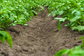 Potato cultivation. Green plantations of new potatoes. Leaves and bushes in close-up.