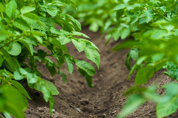 Potato cultivation. Green plantations of new potatoes. Leaves and bushes in close-up.