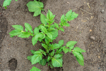 Potato cultivation. Green plantations of new potatoes. Leaves and bushes in close-up.
