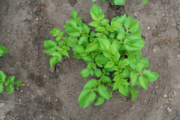Potato cultivation. Green plantations of new potatoes. Leaves and bushes in close-up.