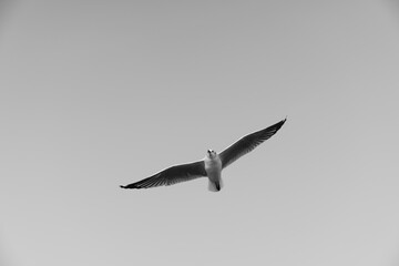 Bird flying on sky (Black and White)