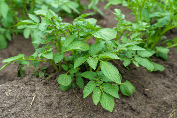 Potato cultivation. Green plantations of new potatoes. Leaves and bushes in close-up.