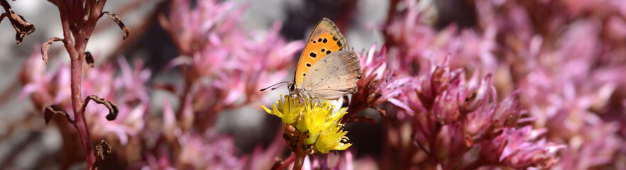 Schmetterling 1414