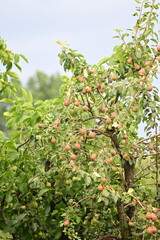 Fototapeta premium Fresh Seasonal Fruit on Branches in Natural Light