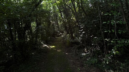 Sentiero in una foresta ombreggiata