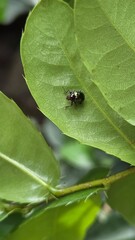 ladybird on a leaf